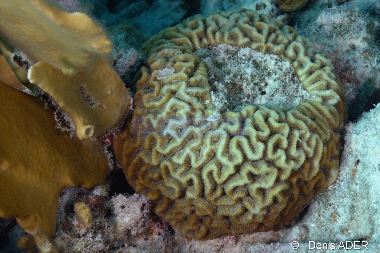 Diploria stigosa-Bonaire Sharon serenity-6m-20180218-Denis-ADER-DSC_6657_tn.jpg